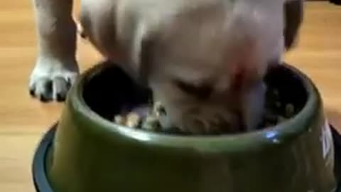 Feeding A Hungry Dog Be Like