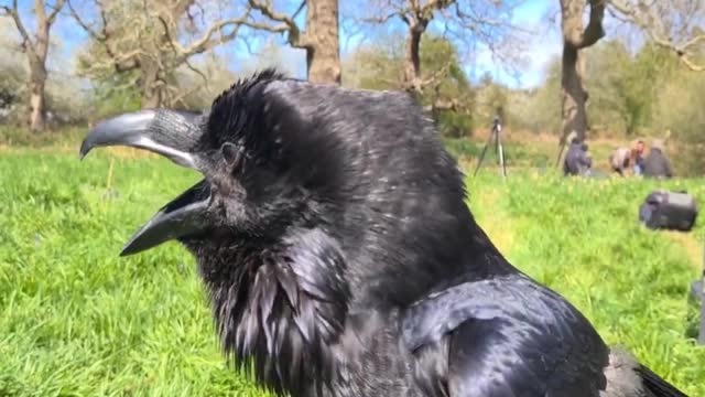 This Raven! Would like to apply for your Hypeman Position