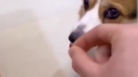 Baby Dogs - Cute and Funny Dog Video