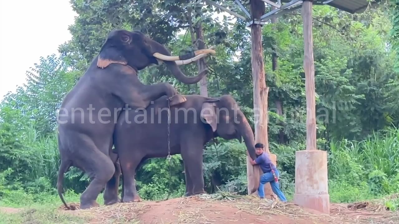 The Gentle Bonds of Elephant Love"**