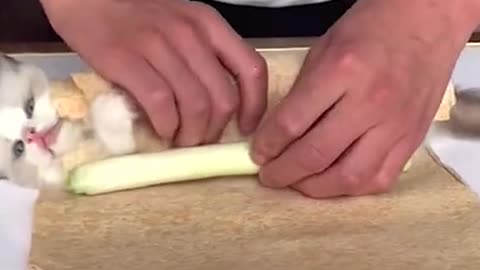 The cat ham #funnyvideo