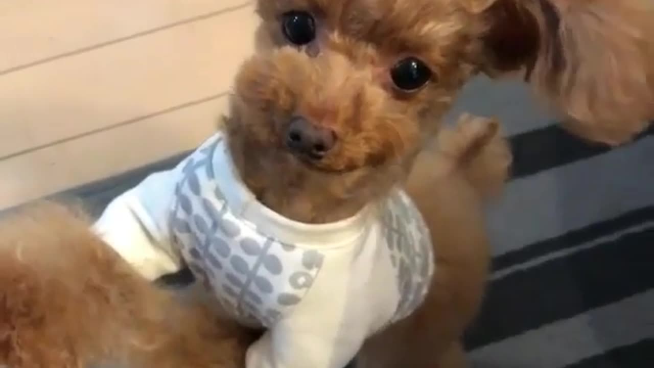 Dog with big ears eats cauliflower