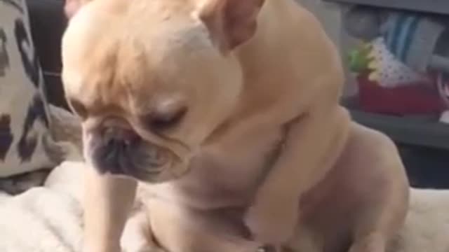 Dogs Funny Video --------- Try Not To Laugh