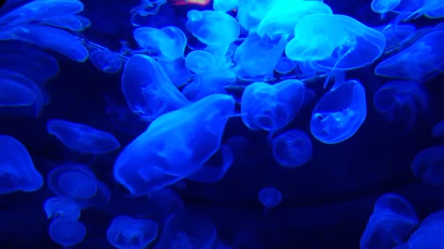 Luminous 4Luminous Jellyfish