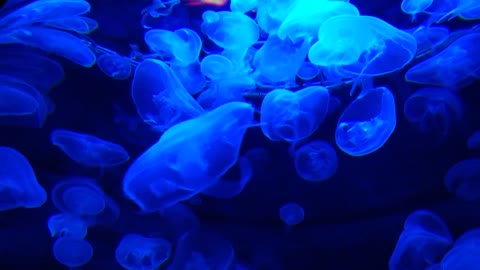 Luminous 4Luminous Jellyfish