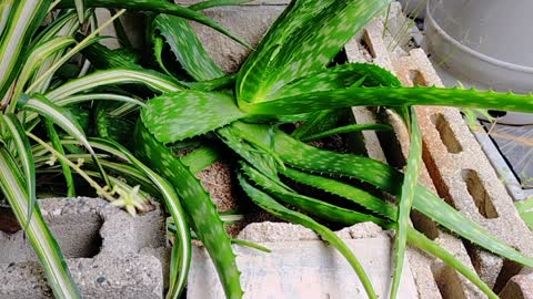 Amazing aloe Vera it's so big and long like a Cobra Snake
