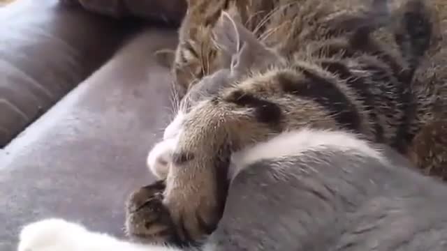 HAPPY FAMILY CAT MAKING LOVE