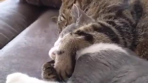 HAPPY FAMILY CAT MAKING LOVE