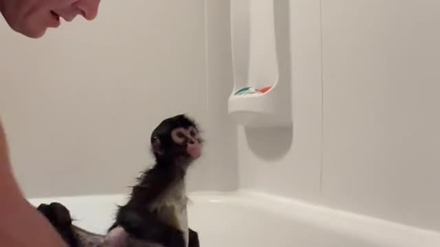 Spidermonkey