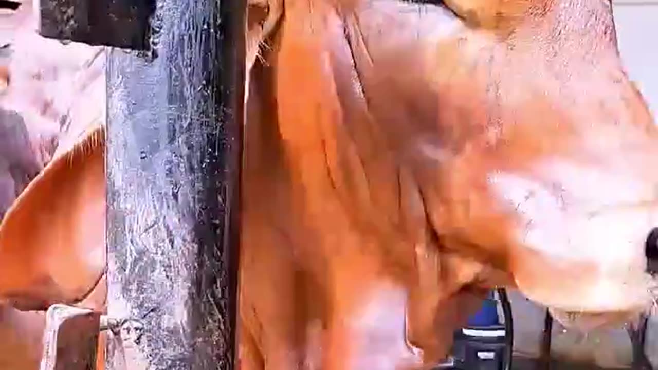 A monster shaped cow is being bathed