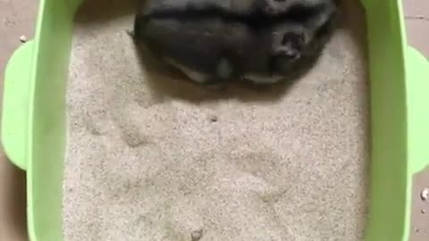 A tumbling hamster.