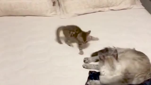 Angry Cat Attacking - Cat Fight Compilation 🐾_2