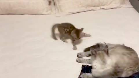 Angry Cat Attacking - Cat Fight Compilation 🐾_2