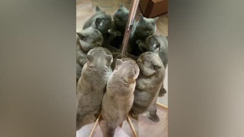 How many cats are there?