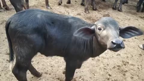 Animal sex video.
