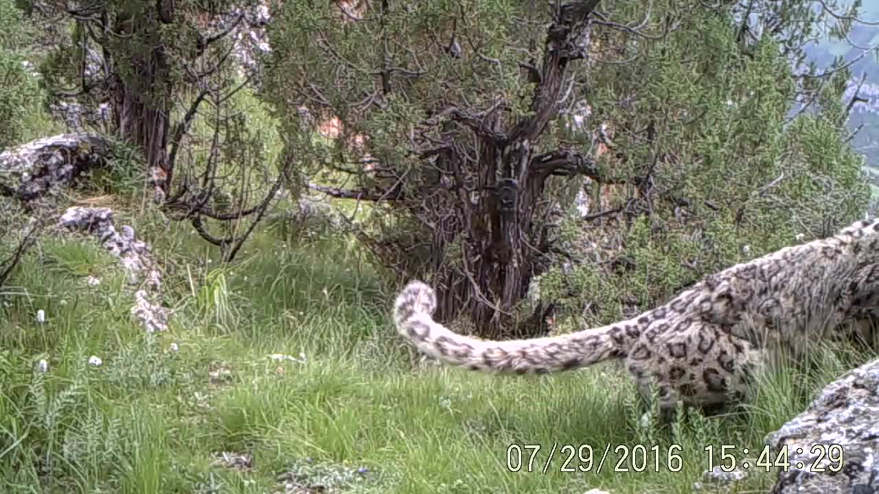 Snow Leopard Sharing Habitat With Common Leopard in China