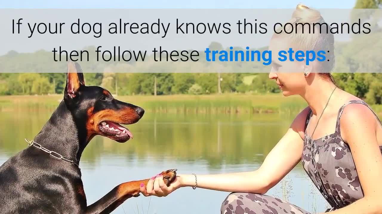 How to train your dog to stop eating grass?