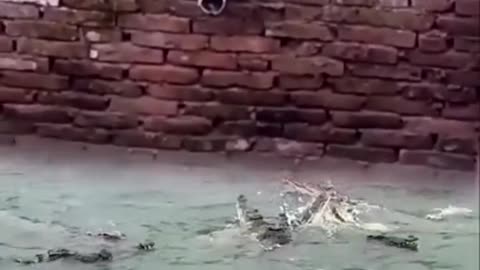 Watch how a dog saves his life from a crocodile.