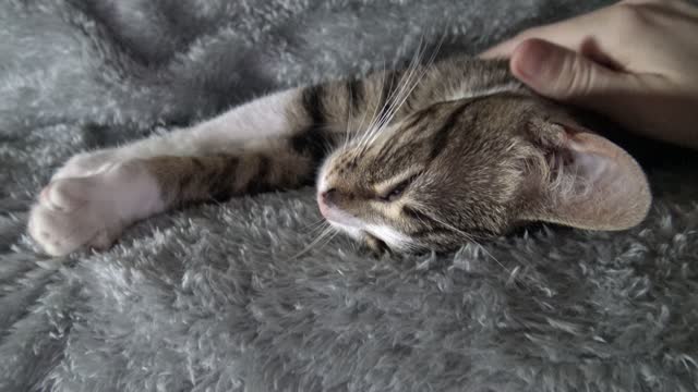 Cute Little Cat Wakes up and Stretches