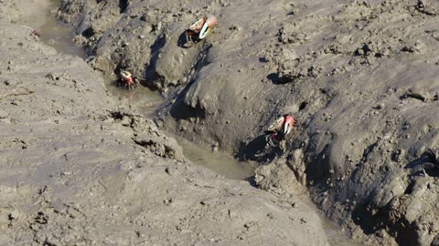 Small crabs appeared on the tidal flat where the sea water had receded.