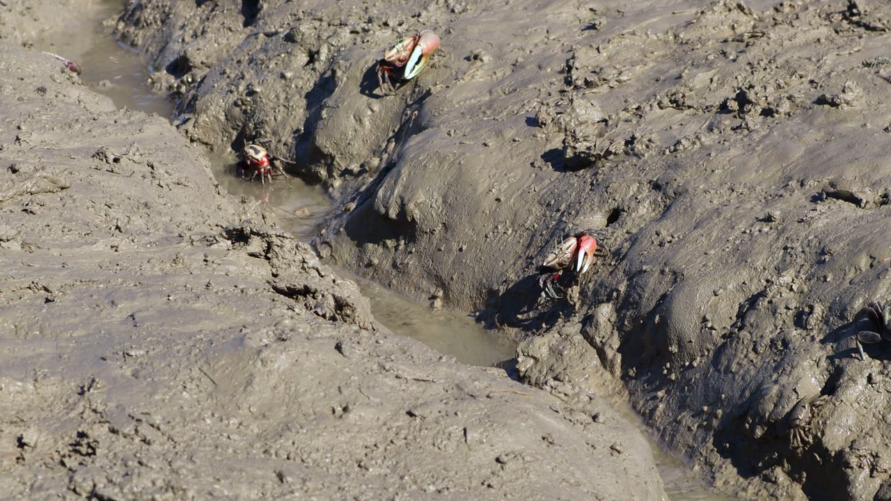 Small crabs appeared on the tidal flat where the sea water had receded.