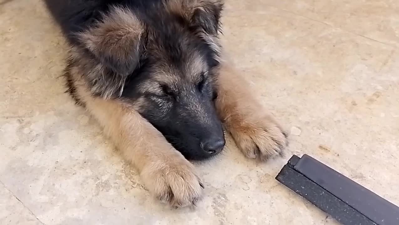 Puppy Takes a Nap