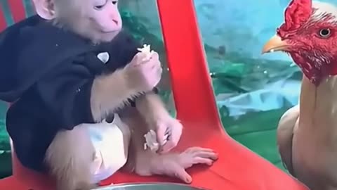 Most beautiful cute monkey🐒🐒🐒