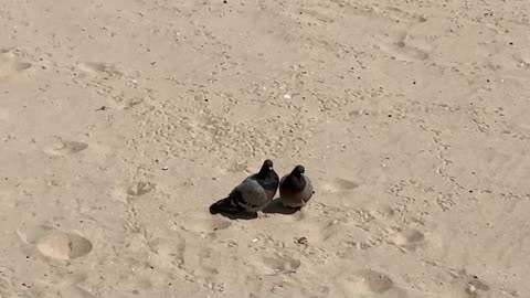 kissing pigeon