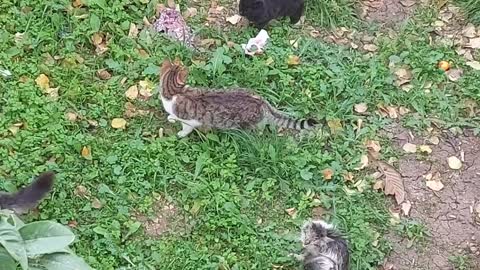 Cats in love with each other the most beautiful pictures