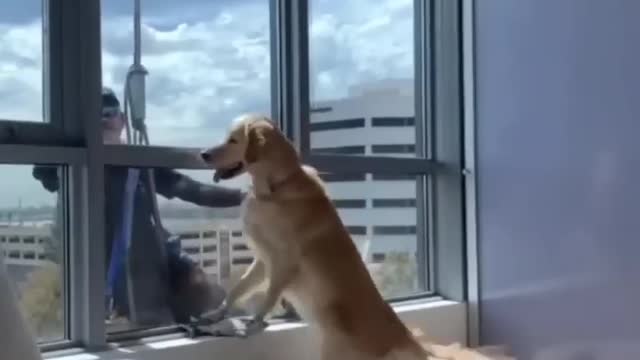 Window Cleaner Surprises Dog!