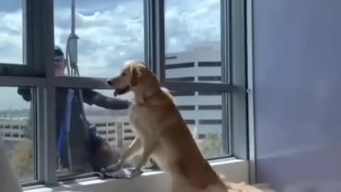 Window Cleaner Surprises Dog!