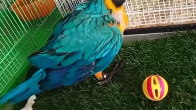 Lovely Small cute bird video