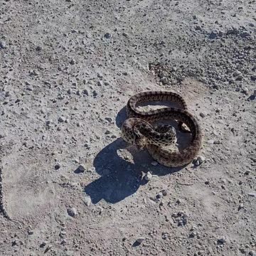 A Five Foot Gopher Snake Strikes at Me.