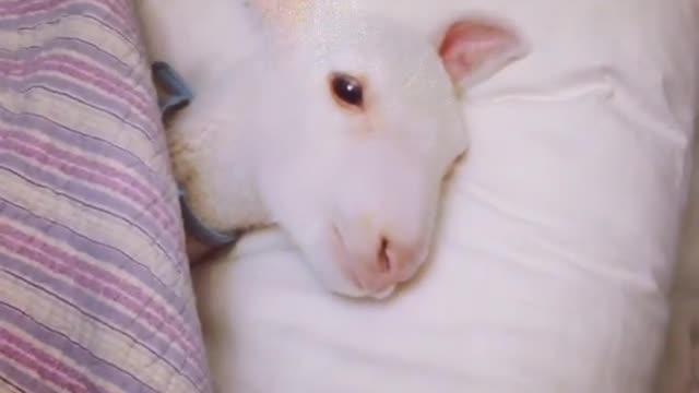 Prince the Lamb Tucked Into Bed