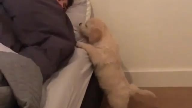 Funny Little Animals