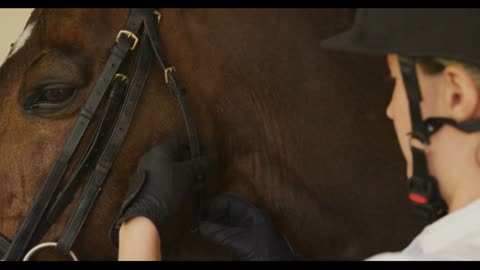 Caucasian woman putting the bridle of the dressage horse