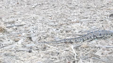 Python Spotted Slithering at Los Angeles Park