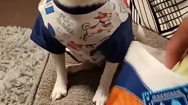 Puppy did not like the surprise