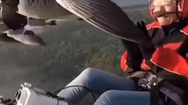 Flying with the geese