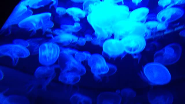 Jelly fish in the ocean