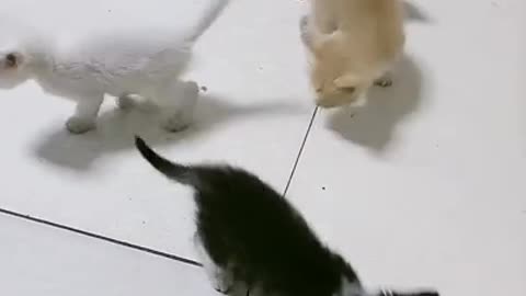 cutie pie kittens - watch this