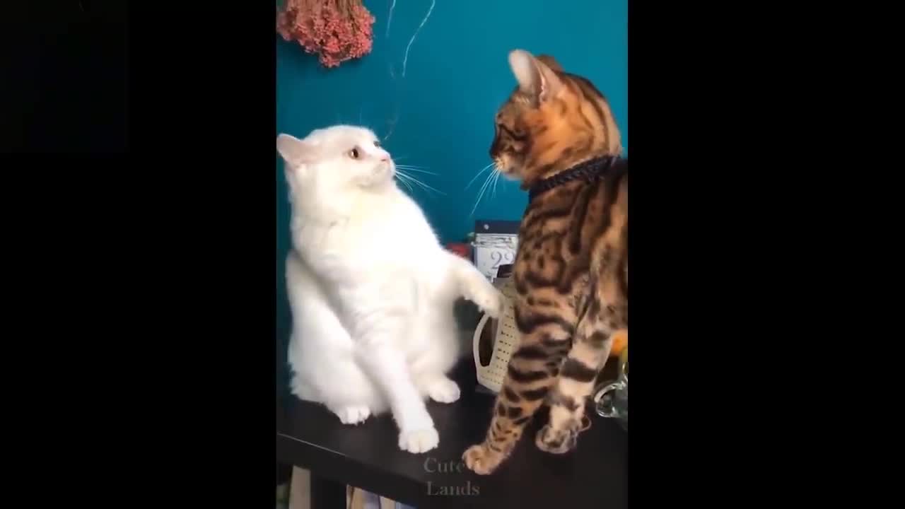 Funny animal video #3