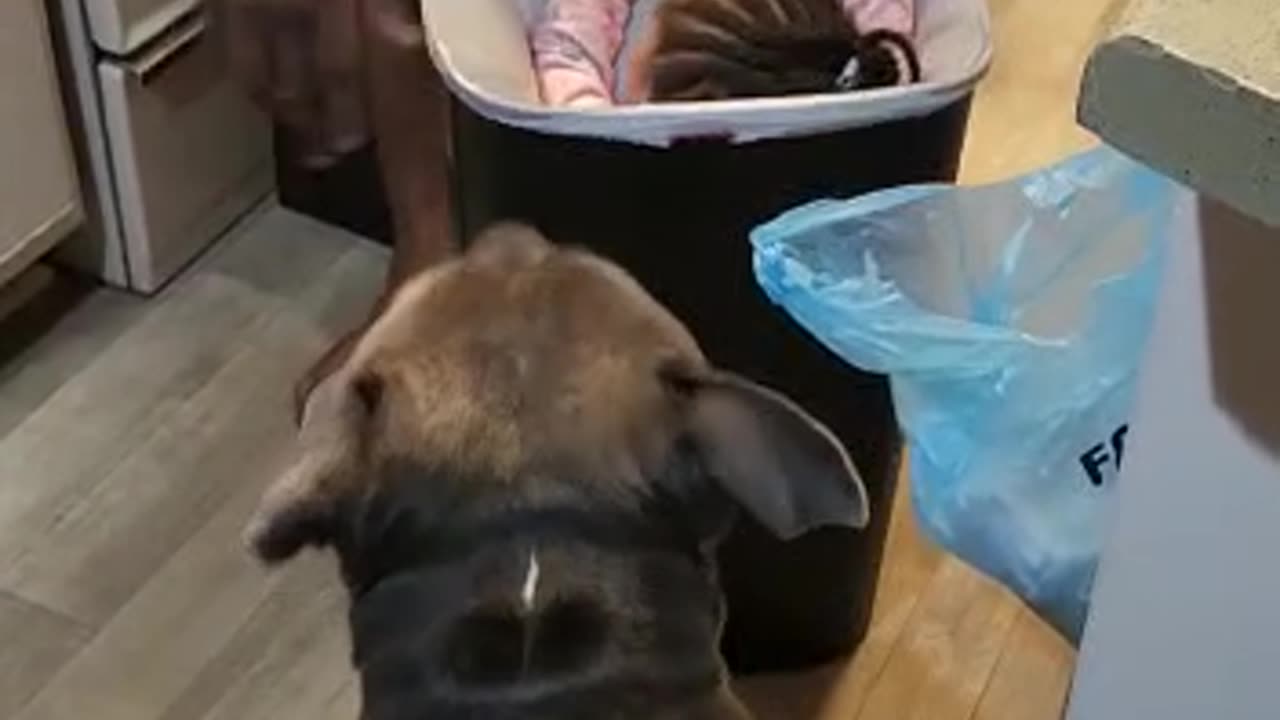 Dad playing with toddler in the trash can