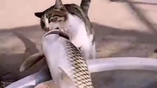 Most entertaining Creatures Best Of The 2022 Interesting Creature Videos#1