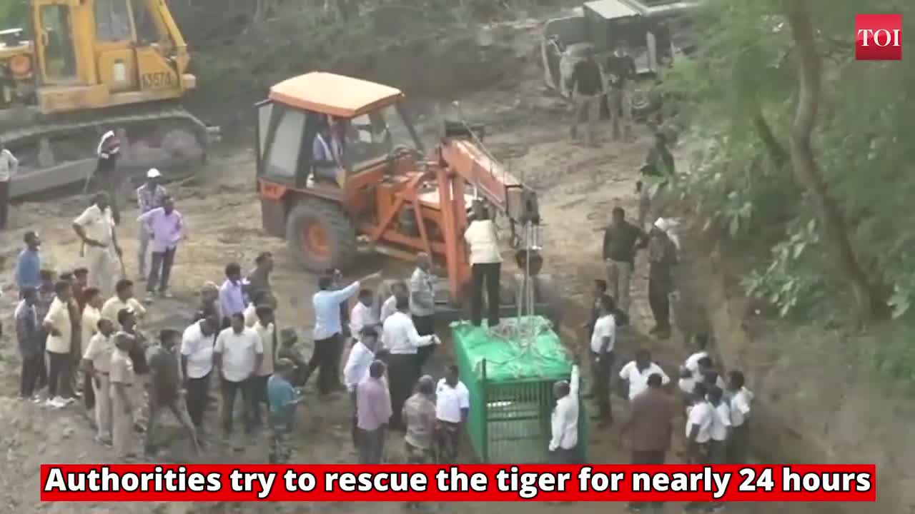 Tiger gets stuck in river bed, dies after rescue operation failed in india.