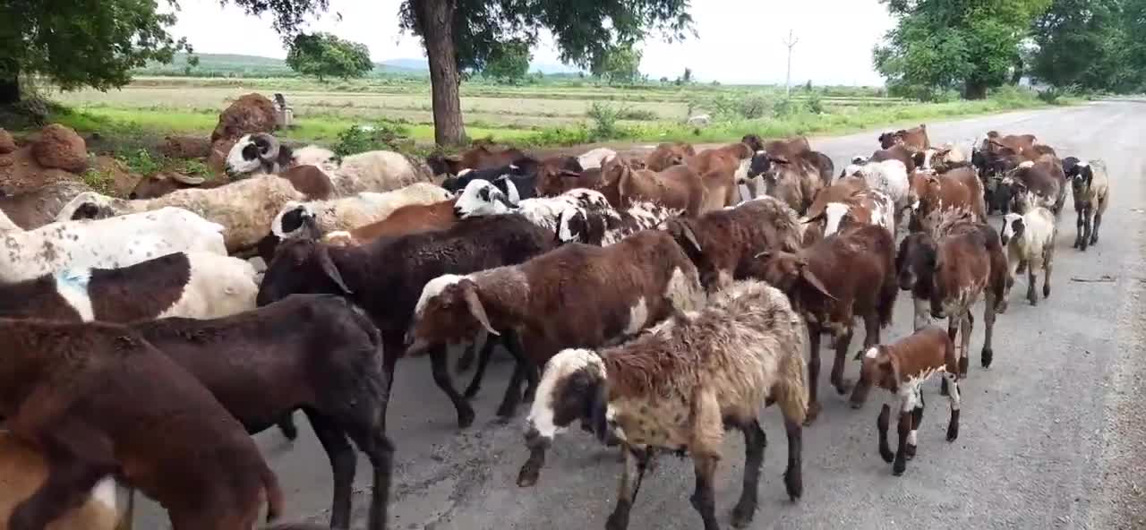 Sheep and Goat video