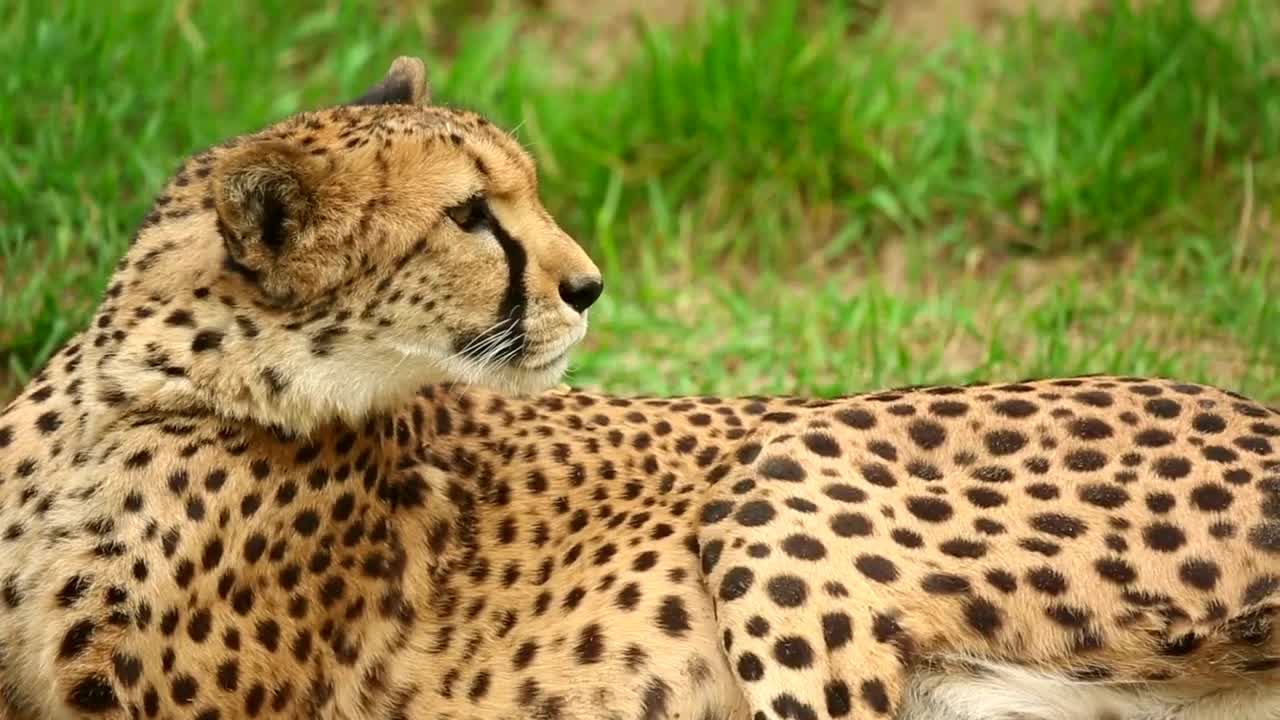 Cheetah resting on the grass