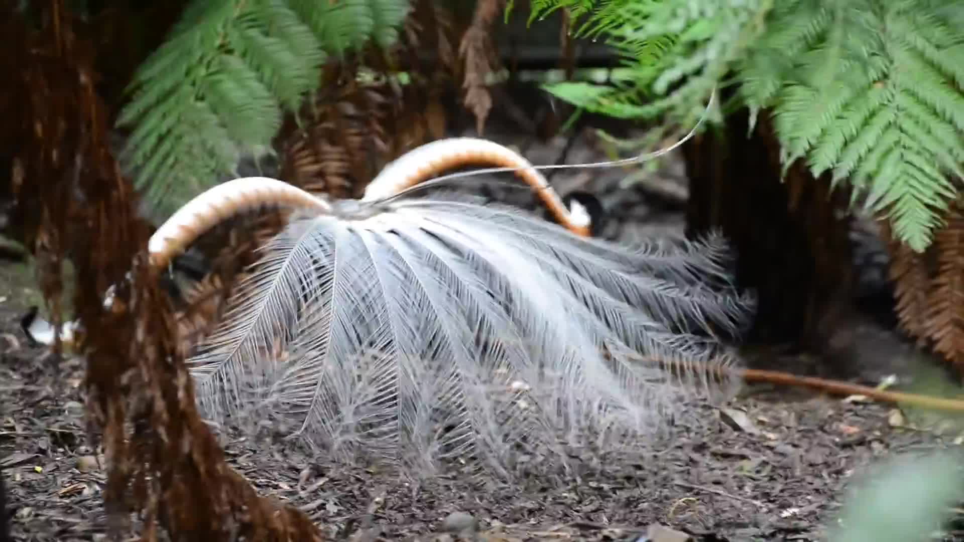 Most Streamlined Bird Amazing bird in its unique movements and tweet and transforms its shape ...
