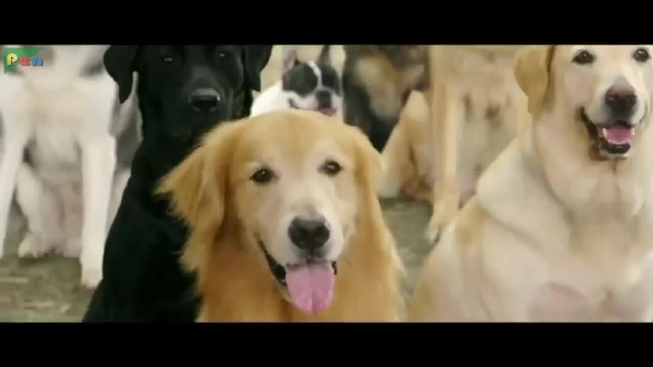 Dogs fighting with prakash raj & sonu sood - comedy scenes.