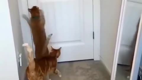 Gatos que abre até a porta